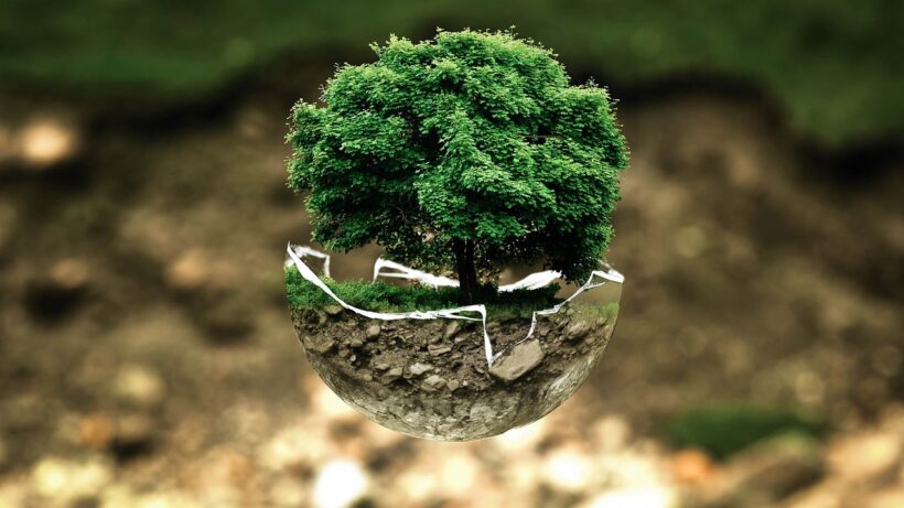 bonsai-2.jpg